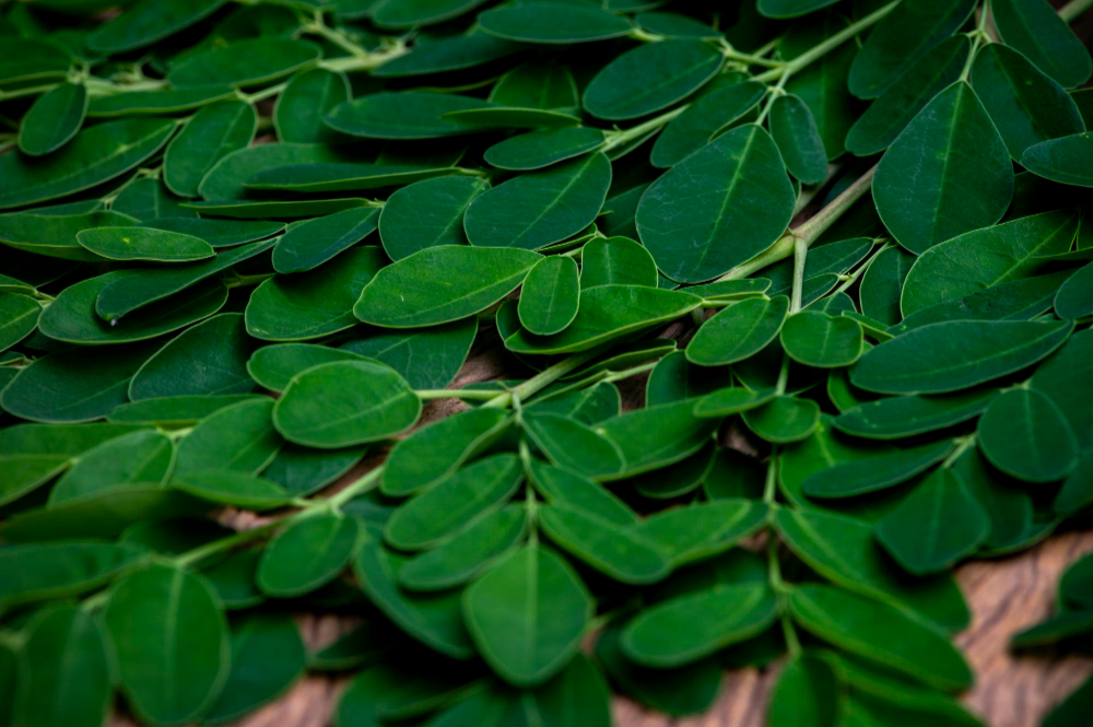 moringa leaves